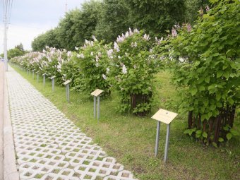 Фото пресс-службы администрации Архангельска. Фото пресс-службы администрации Архангельска.